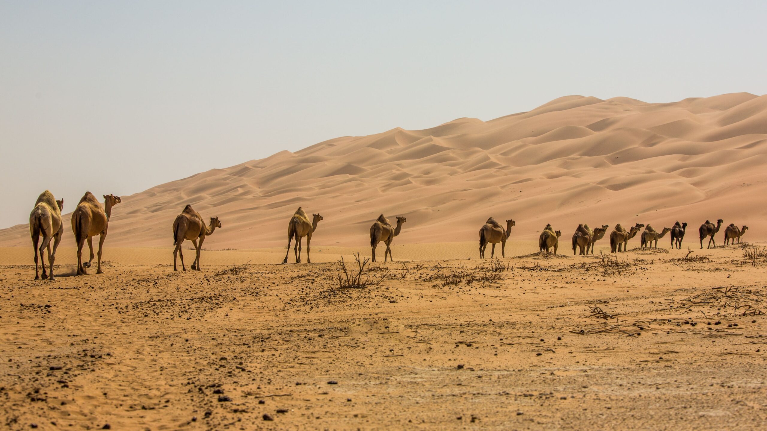 Social Customs and Life in UAE
