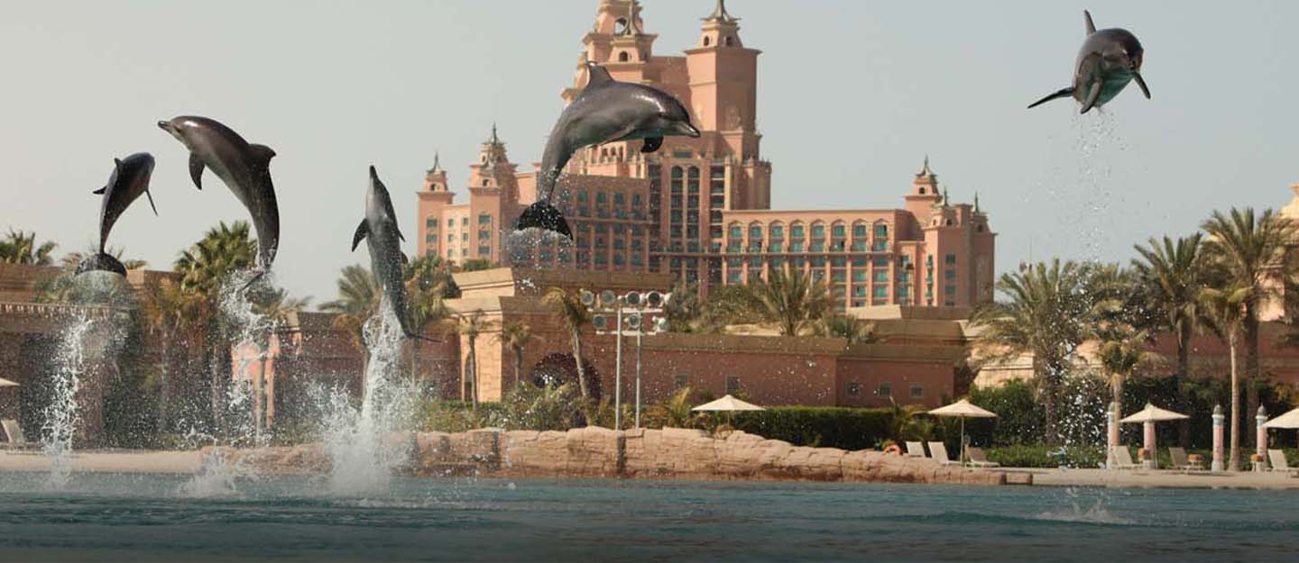 Dolphin Bay Dubai – The Perfect Place For a Dolphin...